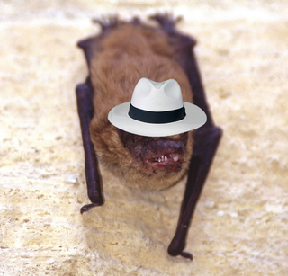 Illustration for article titled Bats in Hats
